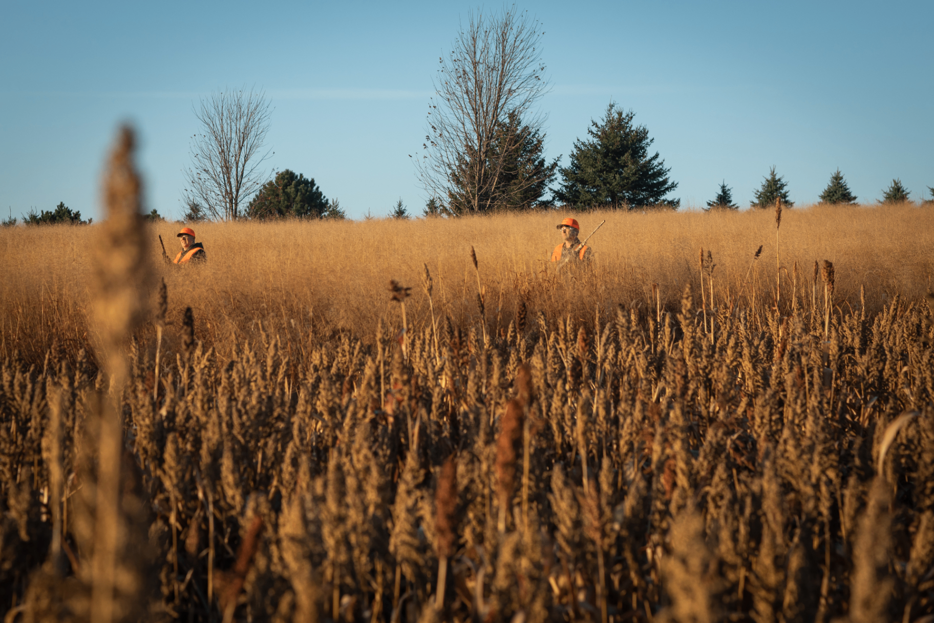 Hunters walking through a golden field at Milford Hills